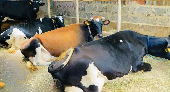 ከተማ ግብርና ስራዎች